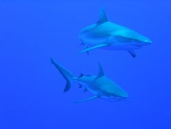 silky sharks. in the blue outside of taputa pass, these g... by Laurence Hegarty 